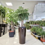 Szeflera drzewkowata (Schefflera arbolicora 'Compacta') 120cm