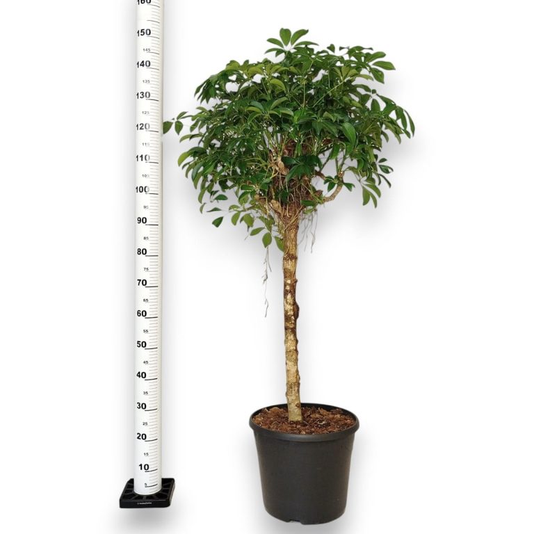 Szeflera drzewkowata (Schefflera arbolicora 'Compacta') 150cm