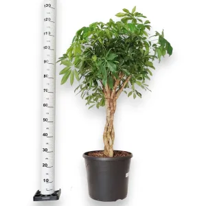 Szeflera drzewkowata (Schefflera arbolicora 'Compacta') 120cm