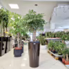 Szeflera drzewkowata (Schefflera arbolicora 'Compacta’) 120cm