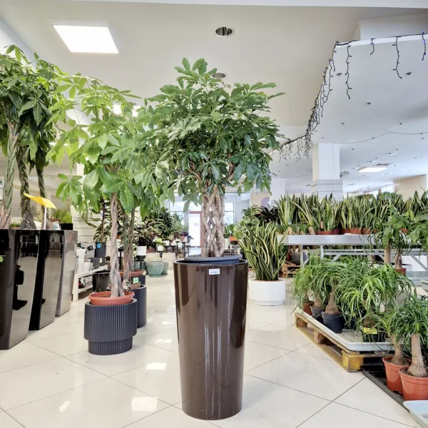 Szeflera drzewkowata (Schefflera arbolicora 'Compacta') 120cm