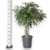 Szeflera drzewkowata (Schefflera arbolicora 'Compacta’) 120cm