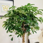 Szeflera drzewkowata (Schefflera arbolicora 'Compacta') 150cm