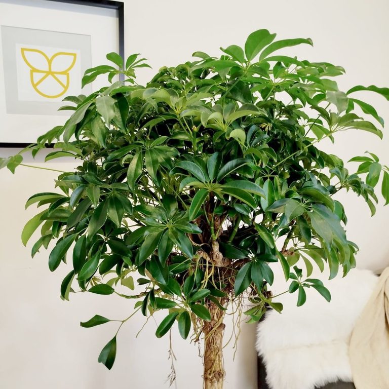 Szeflera drzewkowata (Schefflera arbolicora 'Compacta') 150cm