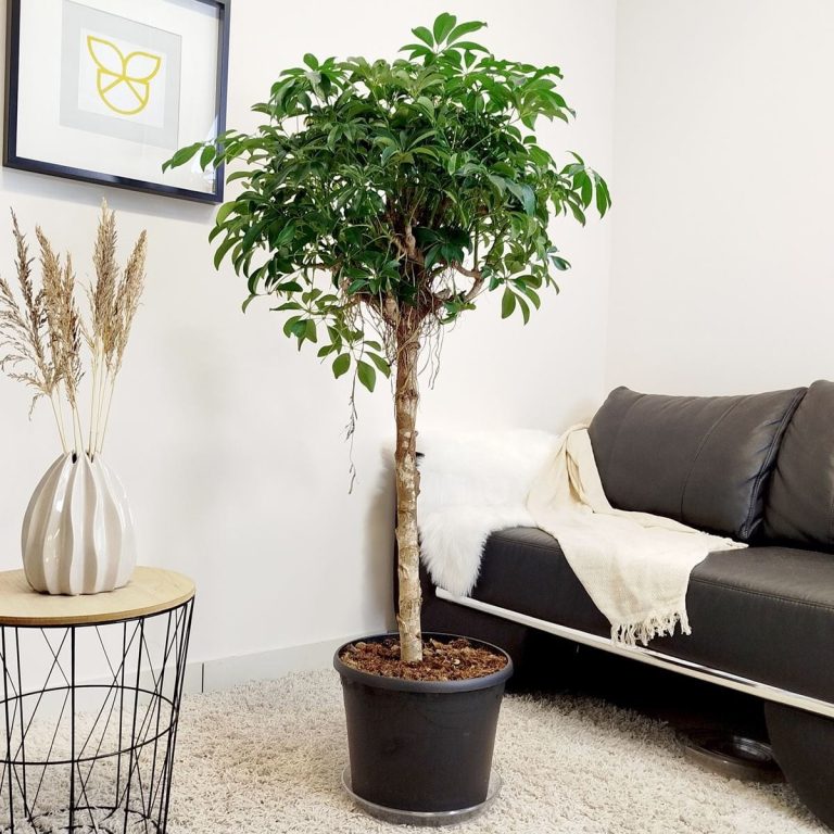 Szeflera drzewkowata (Schefflera arbolicora 'Compacta') 150cm