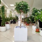 Szeflera drzewkowata (Schefflera arbolicora 'Compacta') 150cm