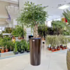 Szeflera drzewkowata (Schefflera arbolicora 'Compacta’) 120cm