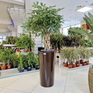 Szeflera drzewkowata (Schefflera arbolicora 'Compacta') 120cm