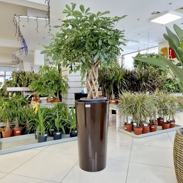 Szeflera drzewkowata (Schefflera arbolicora 'Compacta') 120cm