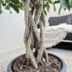 Szeflera drzewkowata (Schefflera arbolicora 'Compacta') 120cm