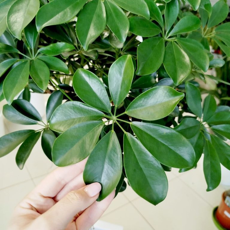 Szeflera drzewkowata (Schefflera arbolicora 'Compacta') 150cm