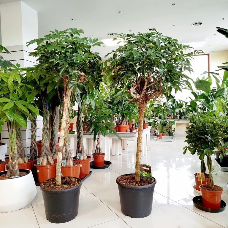 Szeflera drzewkowata (Schefflera arbolicora 'Compacta') 150cm