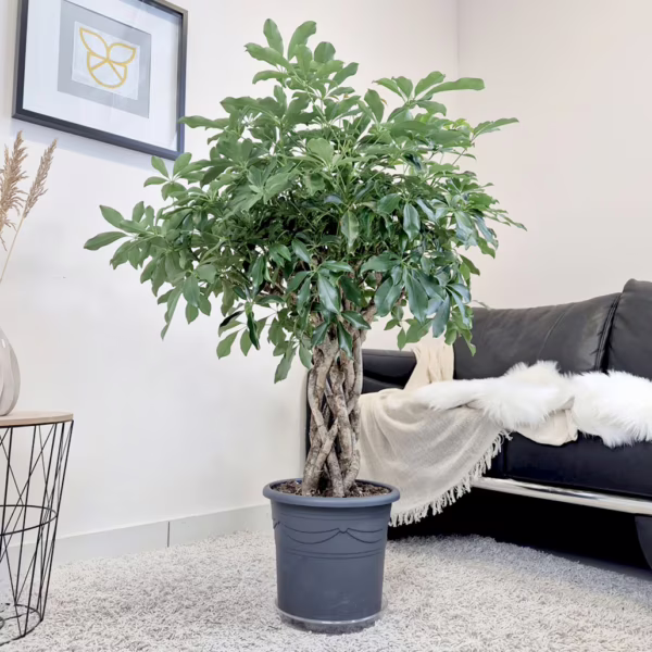 Szeflera drzewkowata (Schefflera arbolicora 'Compacta') 120cm