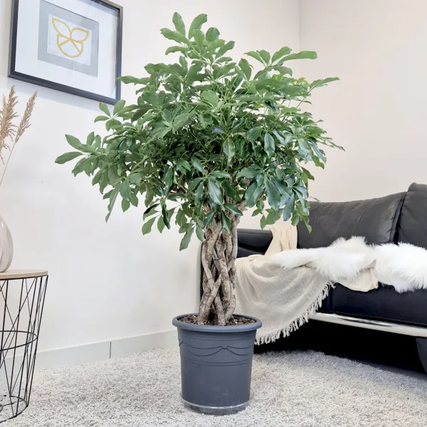 Szeflera drzewkowata (Schefflera arbolicora 'Compacta') 120cm