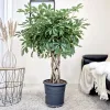 Szeflera drzewkowata (Schefflera arbolicora 'Compacta’) 120cm