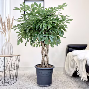 Szeflera drzewkowata (Schefflera arbolicora 'Compacta') 120cm