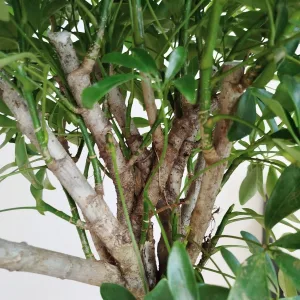 Szeflera drzewkowata (Schefflera arbolicora 'Compacta') 120cm