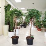 Szeflera drzewkowata (Schefflera arbolicora 'Compacta') 150cm