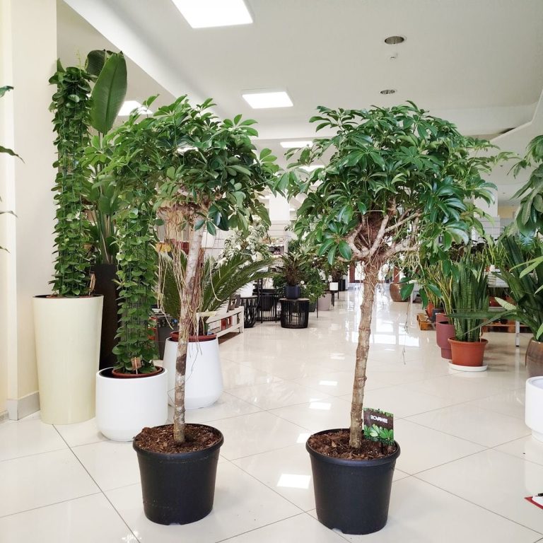 Szeflera drzewkowata (Schefflera arbolicora 'Compacta') 150cm