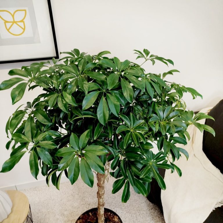 Szeflera drzewkowata (Schefflera arbolicora 'Compacta') 150cm
