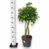 Szeflera (Schefflera ‘Gold Capella’) 80-90cm