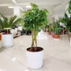 Szeflera (Schefflera ‘Gold Capella’) 80-90cm