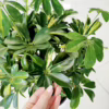 Szeflera (Schefflera ‘Gold Capella’) 80-90cm