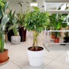 Szeflera (Schefflera ‘Gold Capella’) 80-90cm