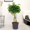 Szeflera (Schefflera ‘Gold Capella’) 80-90cm