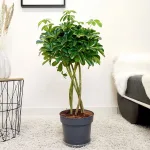 Szeflera (Schefflera 'Gold Capella') 85cm