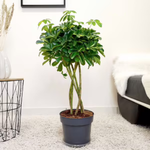 Szeflera (Schefflera 'Gold Capella') 80-90cm