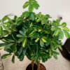 Szeflera (Schefflera ‘Gold Capella’) 80-90cm