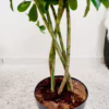 Szeflera (Schefflera ‘Gold Capella’) 80-90cm