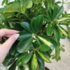 Szeflera (Schefflera ‘Gold Capella’) 80-90cm