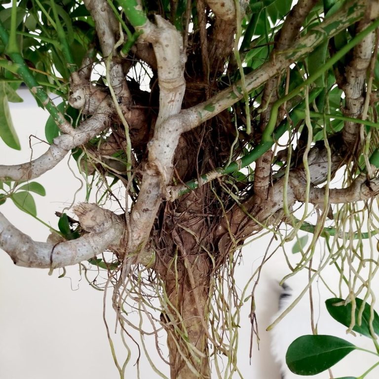 Szeflera drzewkowata (Schefflera arbolicora 'Compacta') 150cm