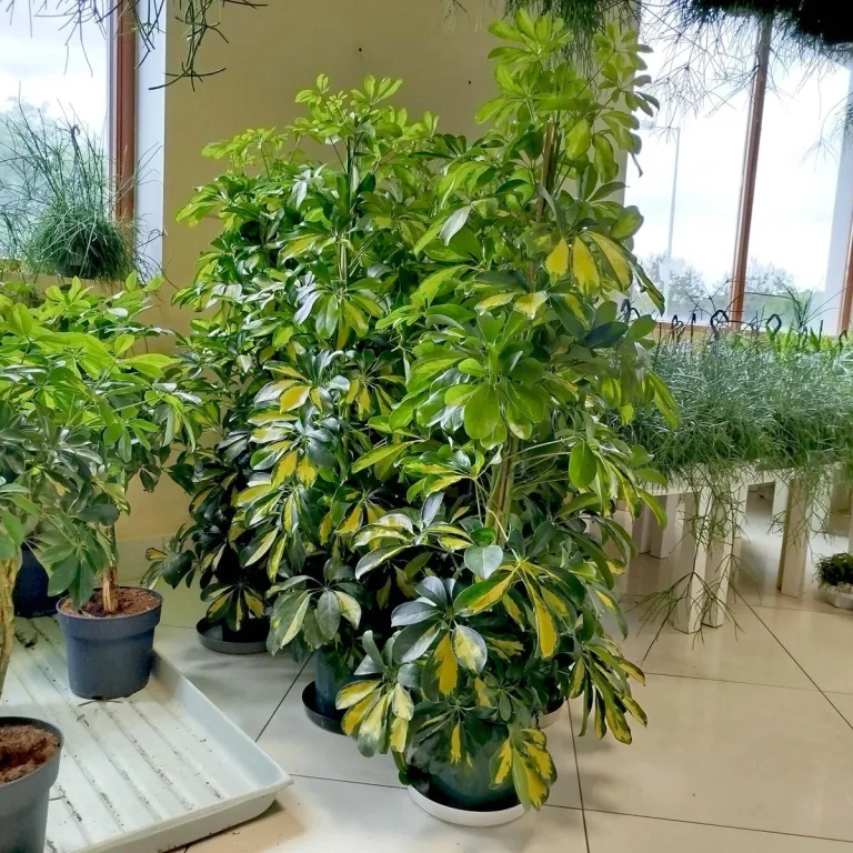 Szeflera drzewkowata (Schefflera arbolicora 'Dalton') 110cm