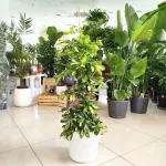 Szeflera drzewkowata (Schefflera arbolicora 'Dalton') 110cm