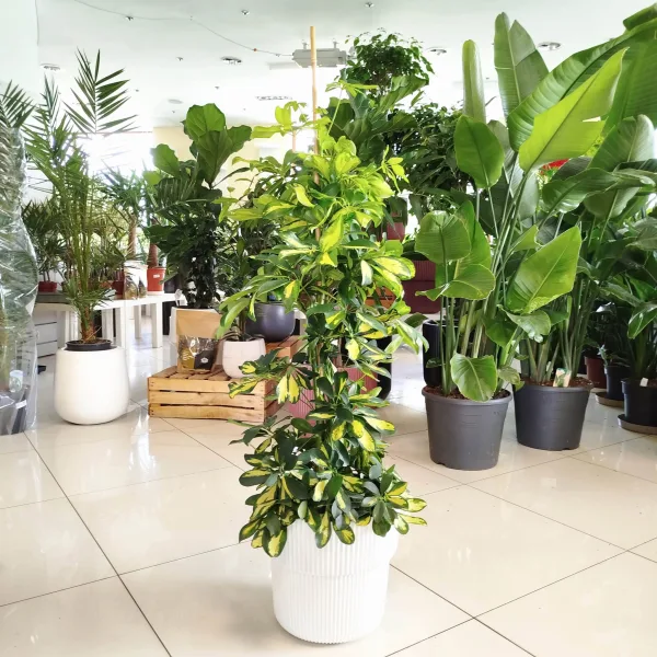 Szeflera drzewkowata (Schefflera arbolicora 'Dalton') 110cm