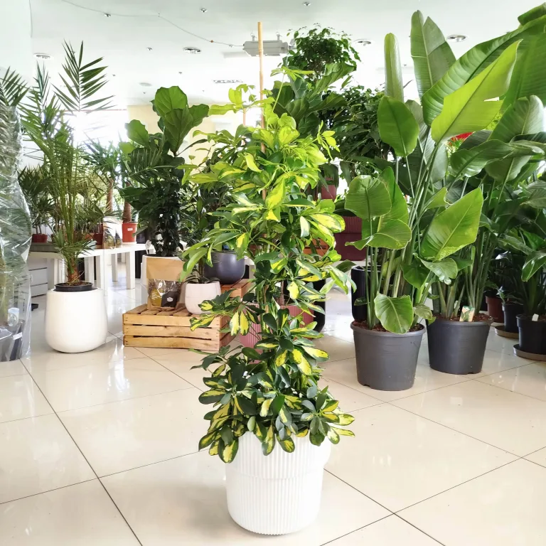 Szeflera drzewkowata (Schefflera arbolicora 'Dalton') 110cm