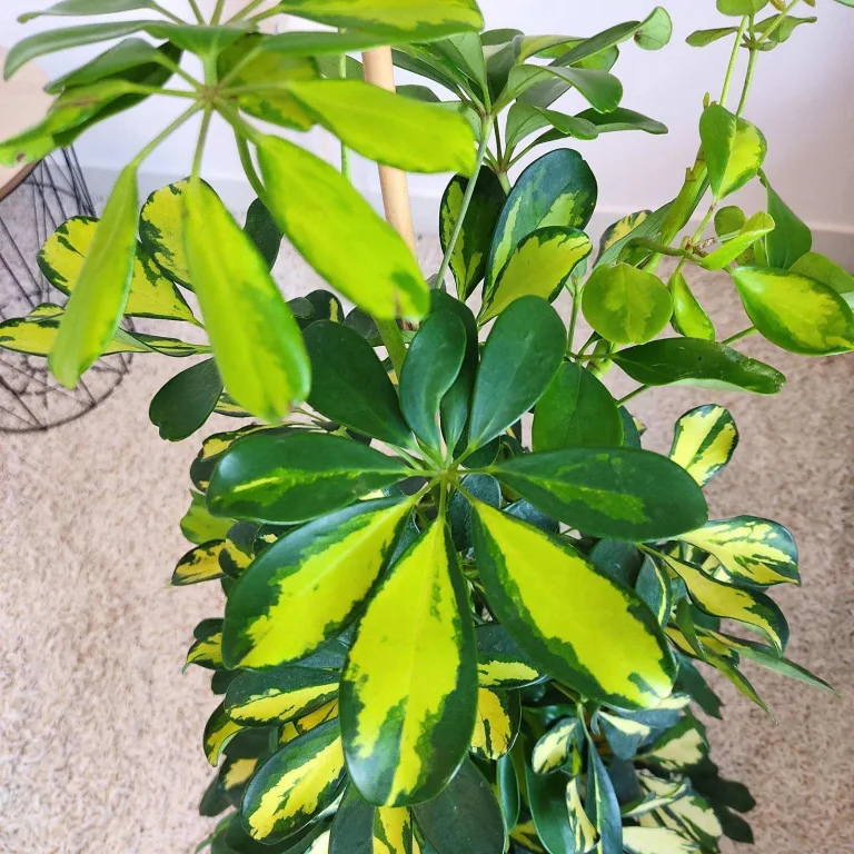 Szeflera drzewkowata (Schefflera arbolicora 'Dalton') 110cm