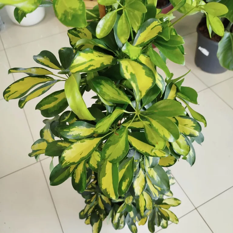 Szeflera drzewkowata (Schefflera arbolicora 'Dalton') 110cm