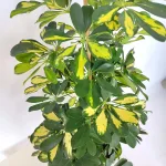 Szeflera drzewkowata (Schefflera arbolicora 'Dalton') 110cm