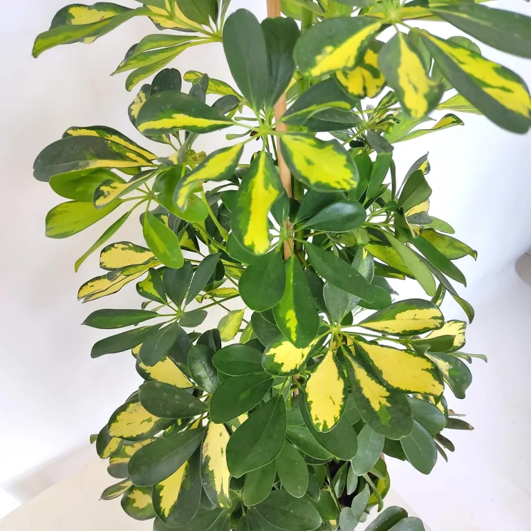 Szeflera drzewkowata (Schefflera arbolicora 'Dalton') 110cm