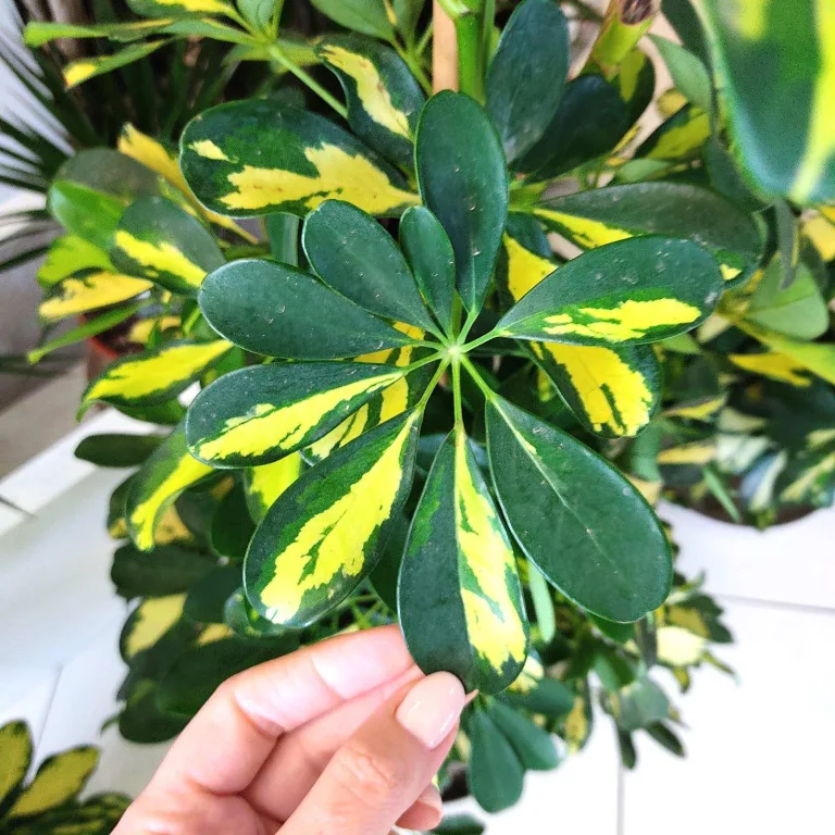 Szeflera drzewkowata (Schefflera arbolicora 'Dalton') 110cm