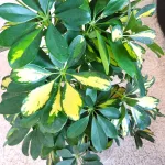 Szeflera drzewkowata (Schefflera arbolicora 'Dalton') 110cm