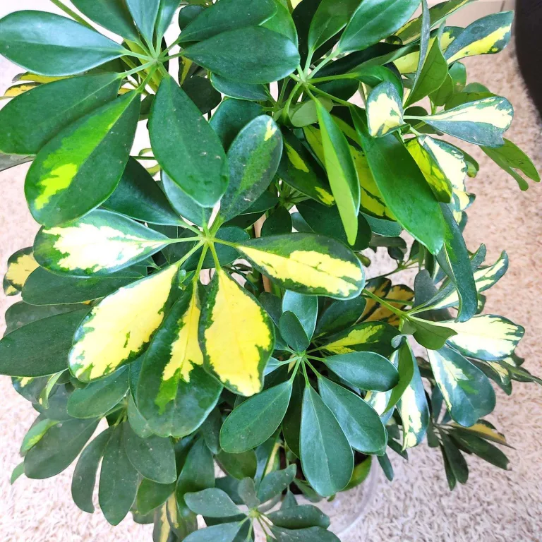 Szeflera drzewkowata (Schefflera arbolicora 'Dalton') 110cm