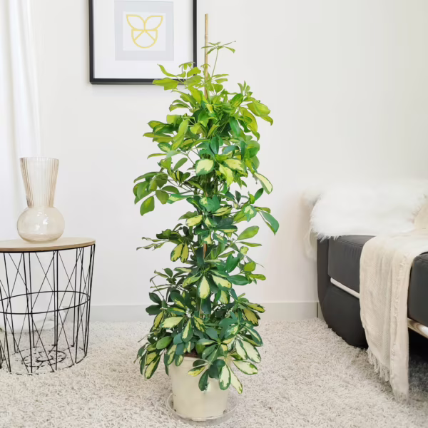 Szeflera drzewkowata (Schefflera arbolicora 'Dalton') 110cm