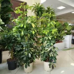 Szeflera drzewkowata (Schefflera arbolicora 'Dalton') 110cm