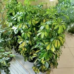 Szeflera drzewkowata (Schefflera arbolicora 'Dalton') 110cm