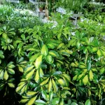 Szeflera drzewkowata (Schefflera arbolicora 'Dalton') 110cm